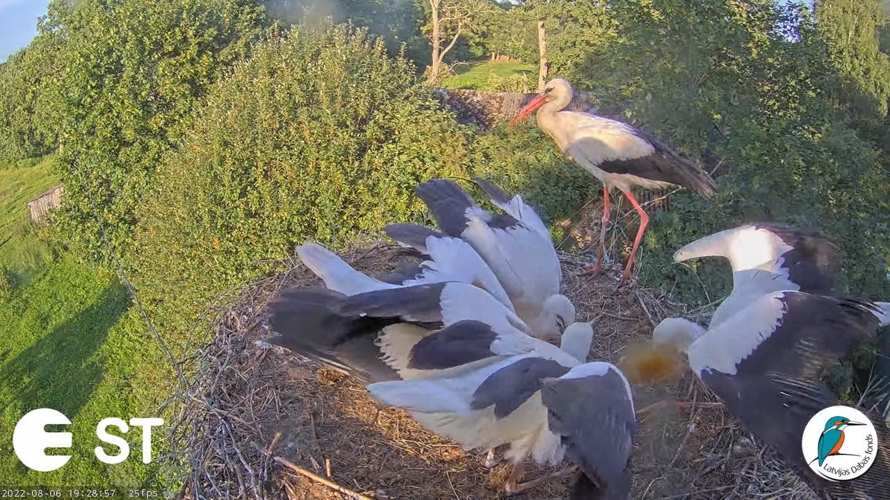Baltie stārķi (Ciconia ciconia) Tukuma novadā - LDF tiešraide __ White storks in Tukums, Latvia 15-2