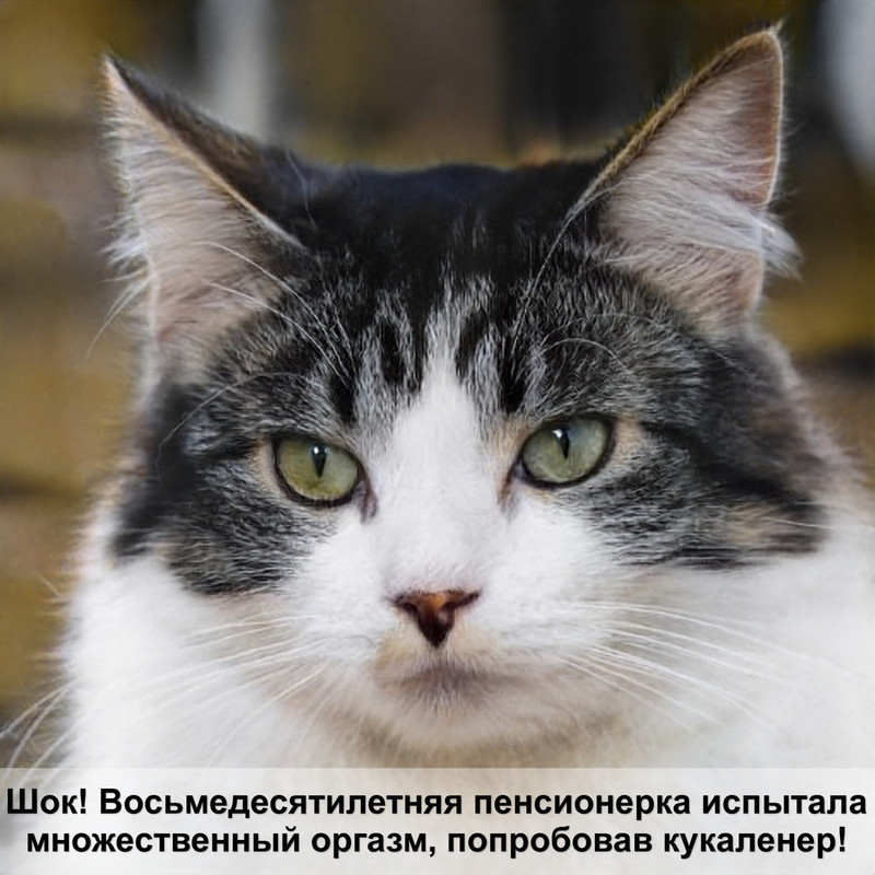 серебристые окрасы кошек