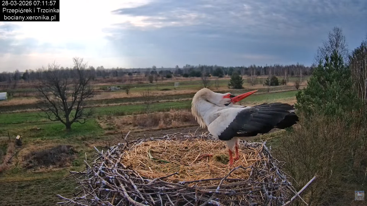 28032026bociany 13