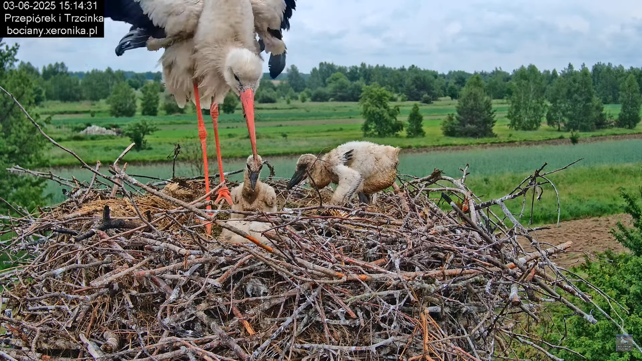 03062025bociany22