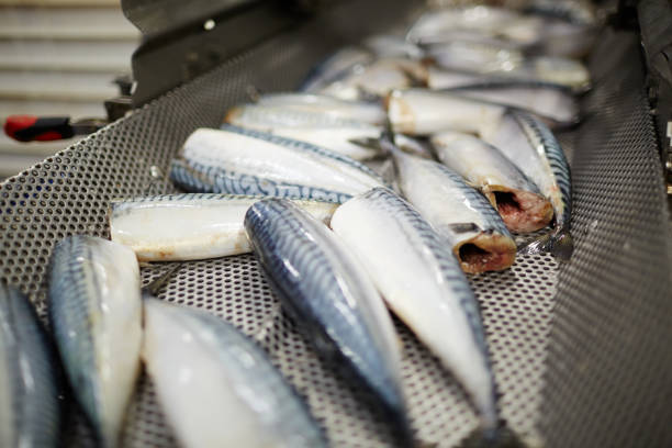 seafood processing