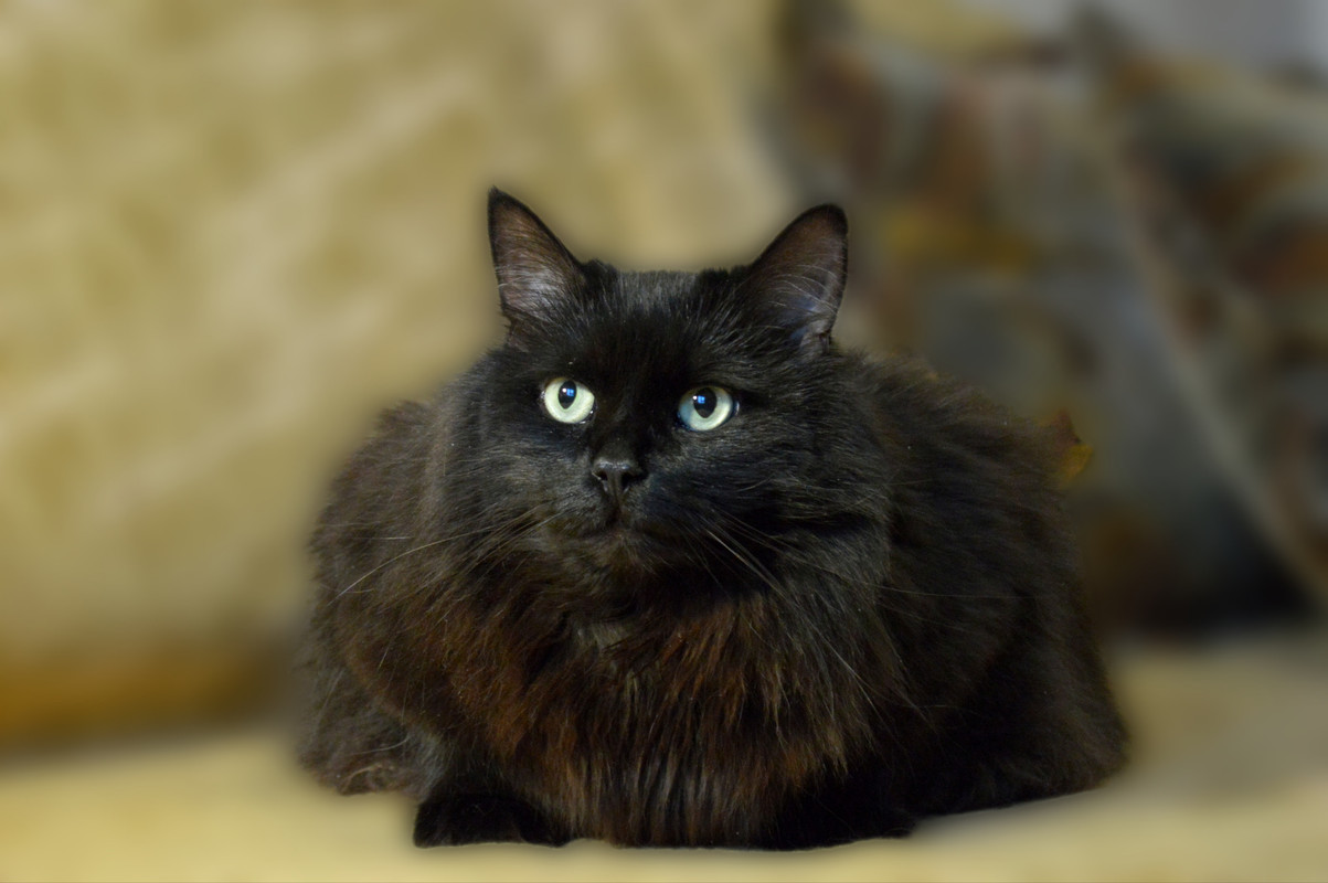 Polish_20231121_221359050