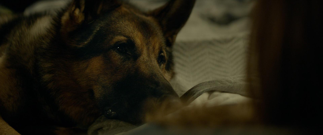 Megan Leavey (2017) (1080p Bluray x265 HEVC 10bi