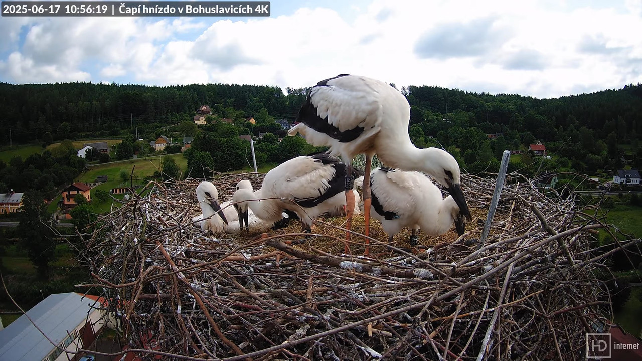 Tiešraide no KARA uzņēmuma stārķu skursteņa Bohuslavicē netālu no Trutnovas 12-21-37 screenshot