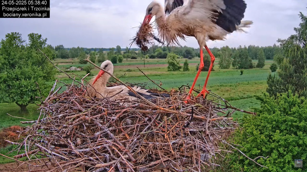 24052025bociany6