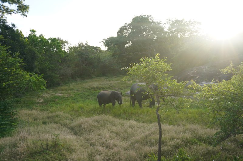 Día 6. Safari en Yala y llegamos a Ella - Tuktukeando tres semanas en Sri Lanka (2)
