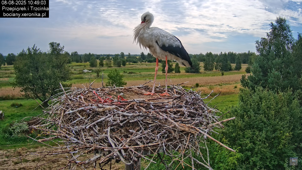 08082025bociany11