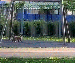Funny-Cat-GIF-Amazing-playful-and-fearless-cat-likes-to-swing-like.gif