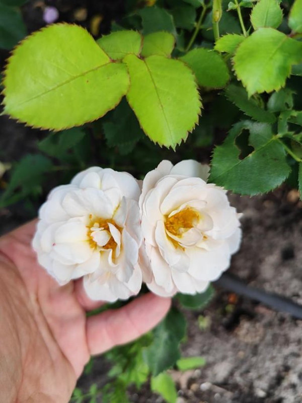 IMG_20250616_152628 (Copy)