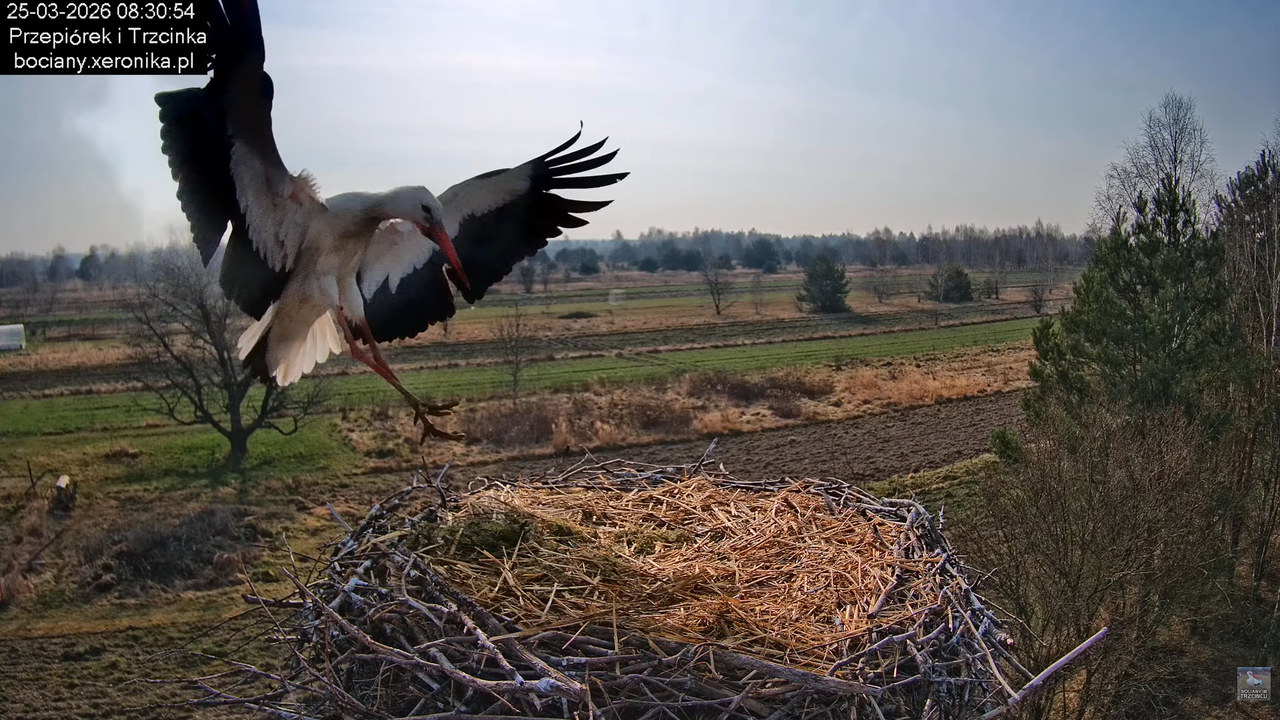 25032026bociany 18