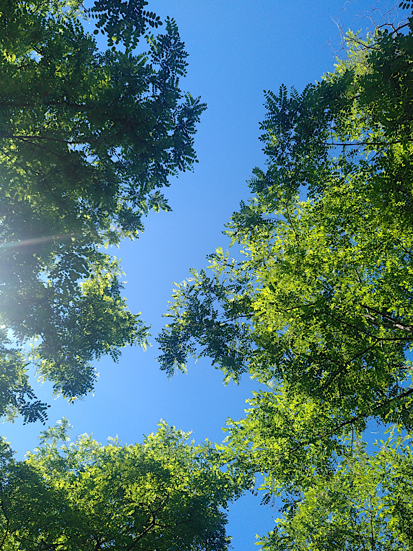 Découpe des arbres entre les deux, le ciel