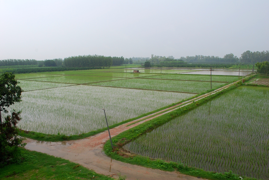 The Green Revolution and its Aftermath