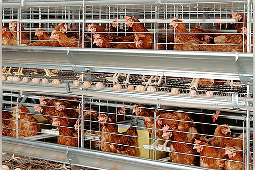 Клеточное содержание птицы