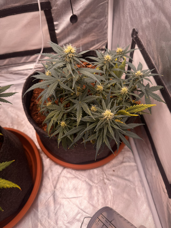 GSC2
