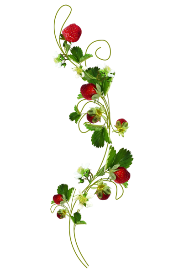 Mariposa_Kit_73