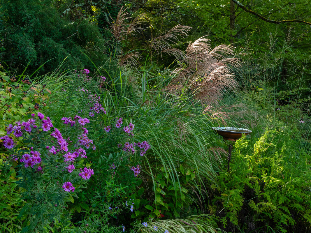 Ensemble de plantes - asters et miscanthus
