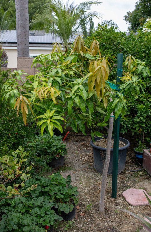 8U1A6165  Son Pari Mango Tree with New Growth at 2 PM (8-28-25)