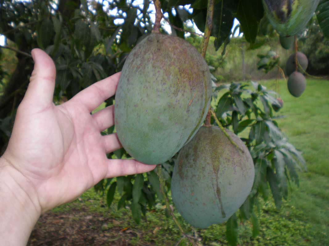 Fruit and Spice Park - Mango Keitt (188)