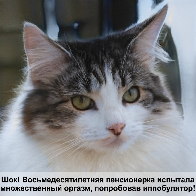 корм для кормящих кошек