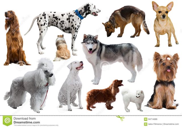 [Image: different-dog-breeds-many-kinds-isolated...714689.jpg]