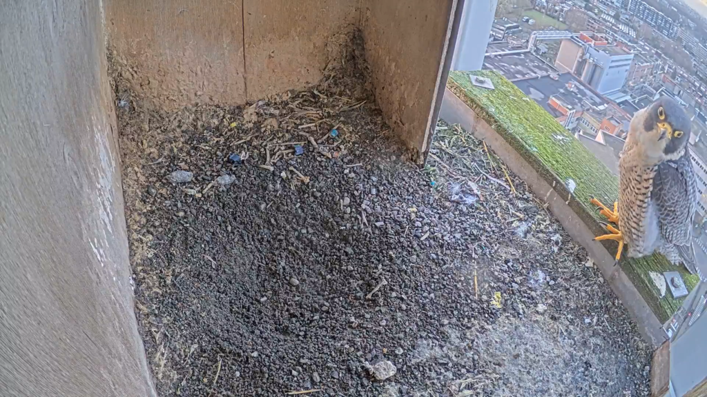 Schermafbeelding 2025-01-31 172703