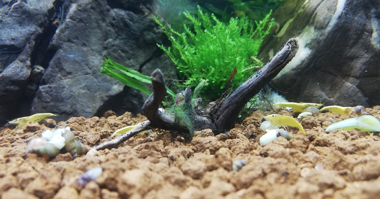 Caridinaio 30x30x30 (9)