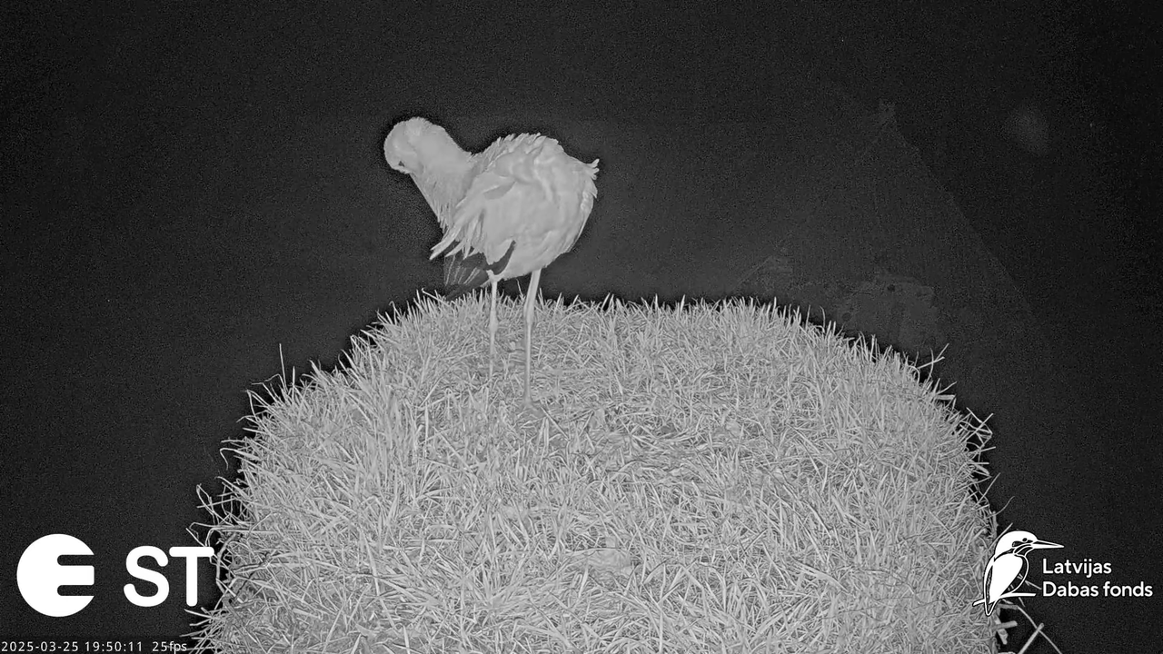 (13) Baltie stārķi (Ciconia ciconia) Tukuma novadā __ White storks in Tukums, Latvia - YouTube - 729