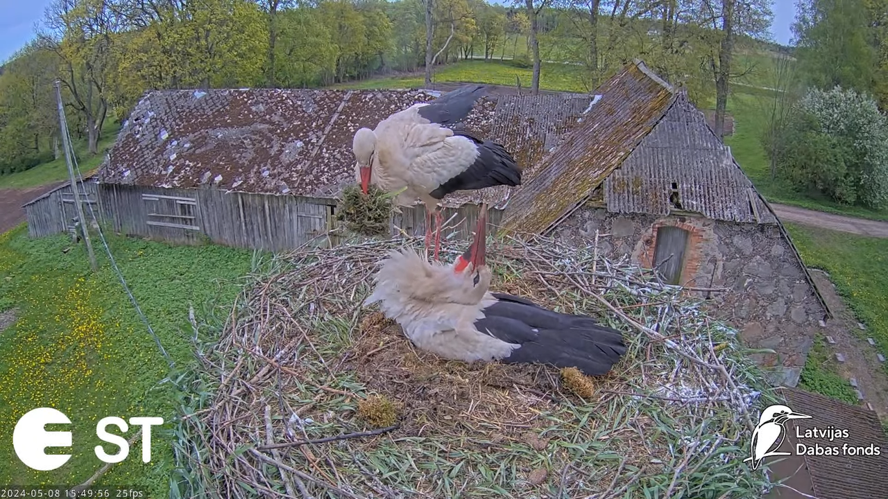 Baltie stārķi (Ciconia ciconia) Tukuma novadā - LDF tiešraide __ White storks in Tukums, Latvia 12-1