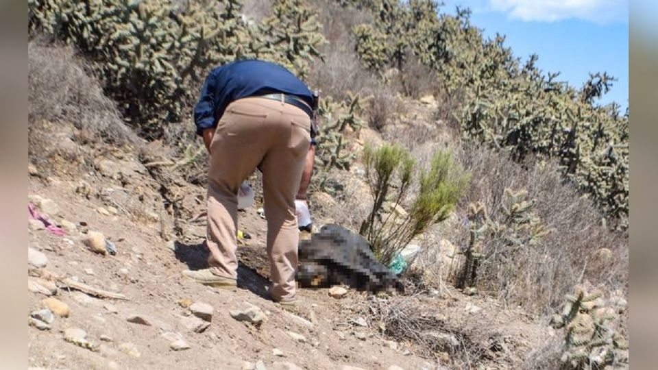 En medio de un predio baldío de Tijuana, autoridades localizan restos humanos