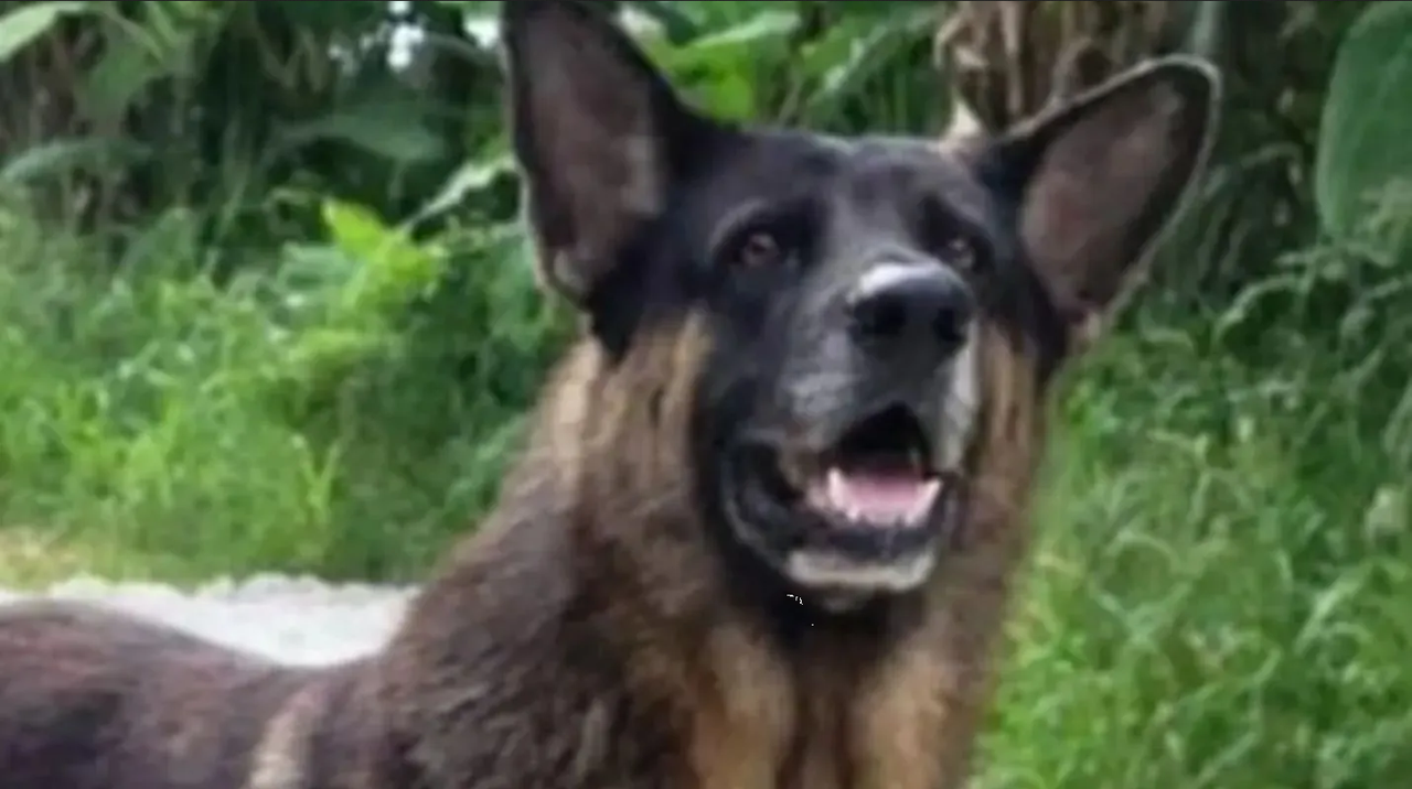 Maltrato animal en Oaxaca: Así secuestraron y mtaron a perrito 'Bobo'