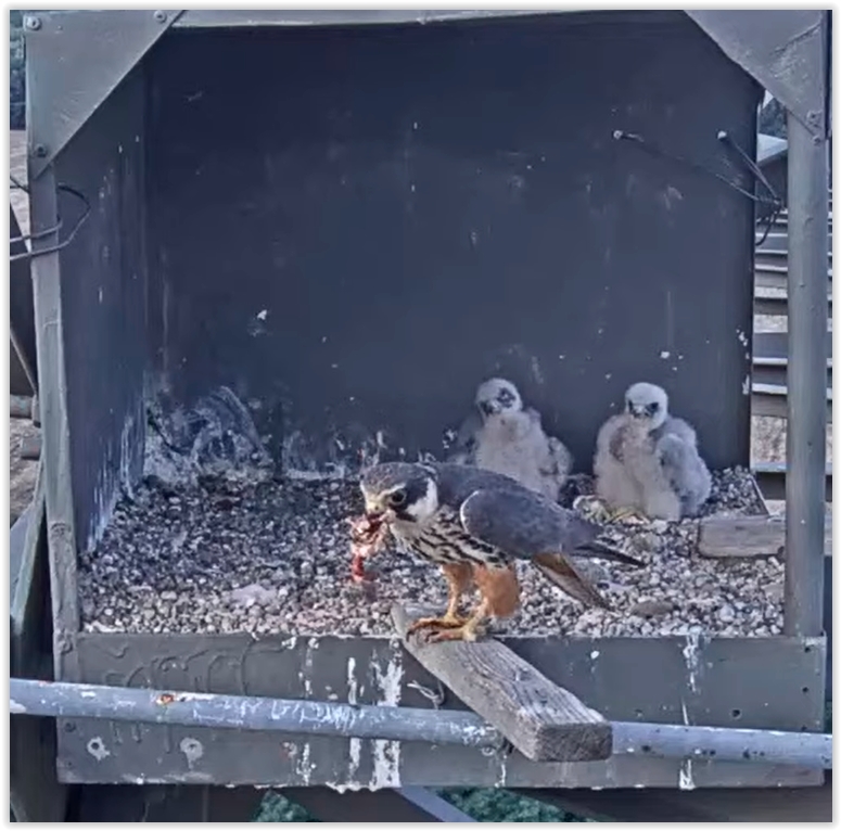 Screen Shot 07-27-22 at 07.02 PM 001