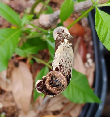 Giant Swallowtail Caterpillar