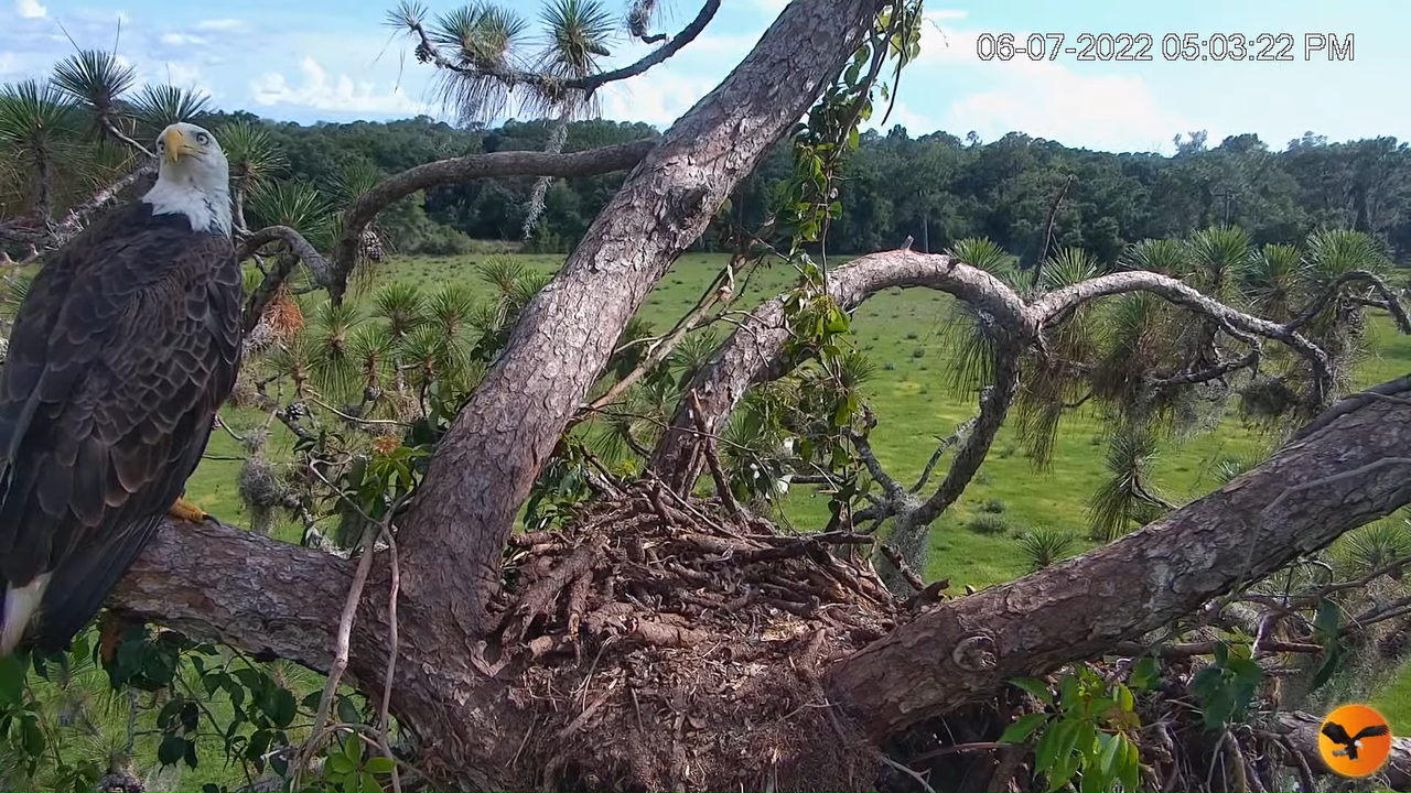 EC Nest Cam 2-25-17 screenshot (1)