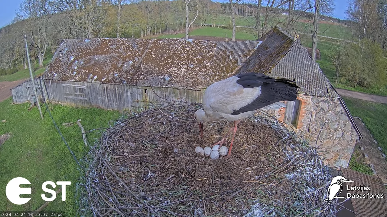 Baltie stārķi (Ciconia ciconia) Tukuma novadā - LDF tiešraide __ White storks in Tukums, Latvia 9-26