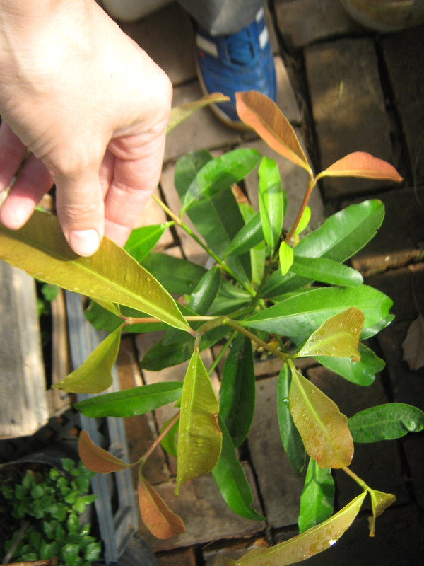 pacuri_garcinia_unknown_20150916T113700