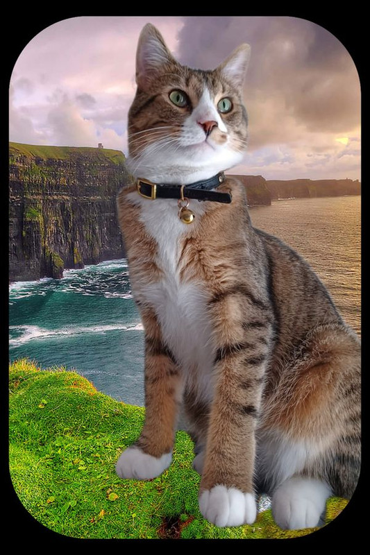 DENISE-S-CAT-SHRIMP