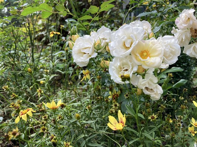 [Image: IMG-3149.jpg]