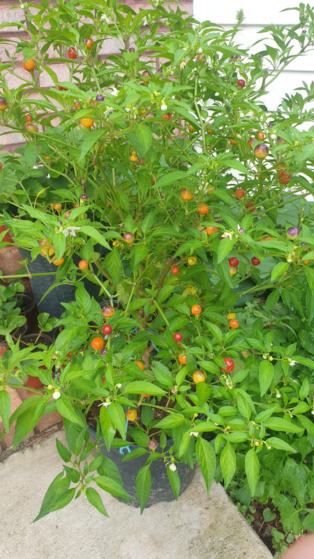 [Image: 20220720-121412.jpg]