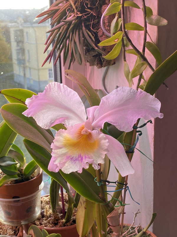 36072316-6509-4229-900E-25F525466DCF