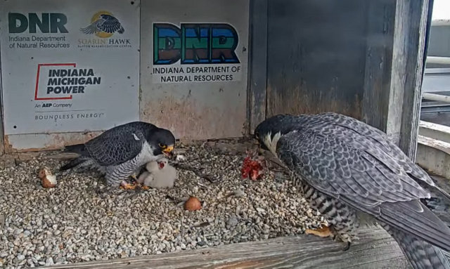 Fort Wayne falcon cam - Pagina 2 Przechwytywanie-w-trybie-pe-noekranowym-21-04-2024-184449