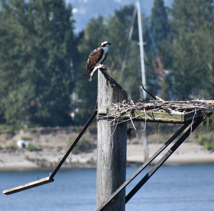 Osprey-Breakfast.jpg