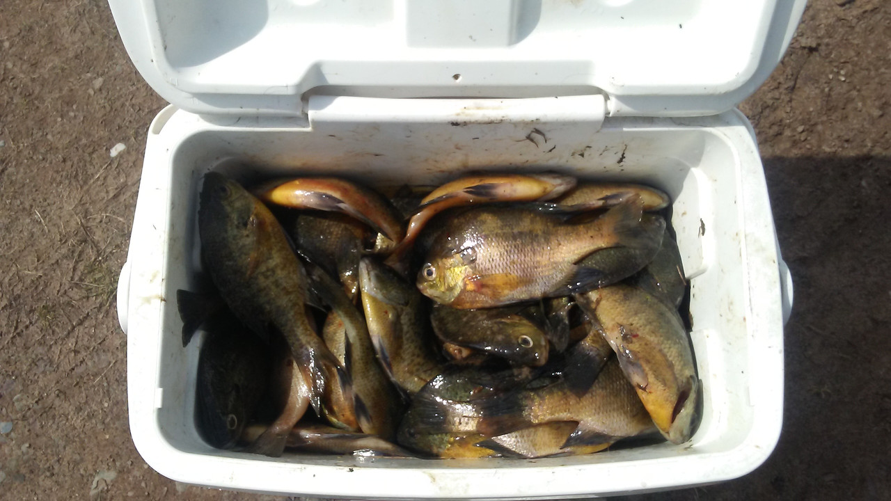 todaygills