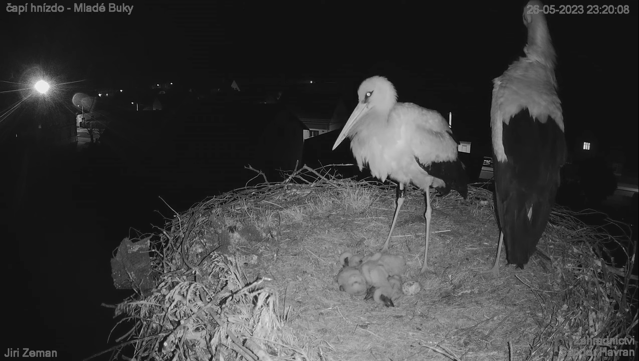 Živá kamera - Mladé Buky - čapí hnízdo 13-0-43 screenshot