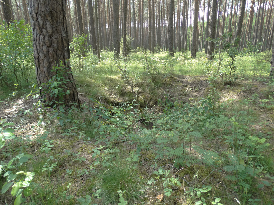 19 - DSC04118 (Czesio1)