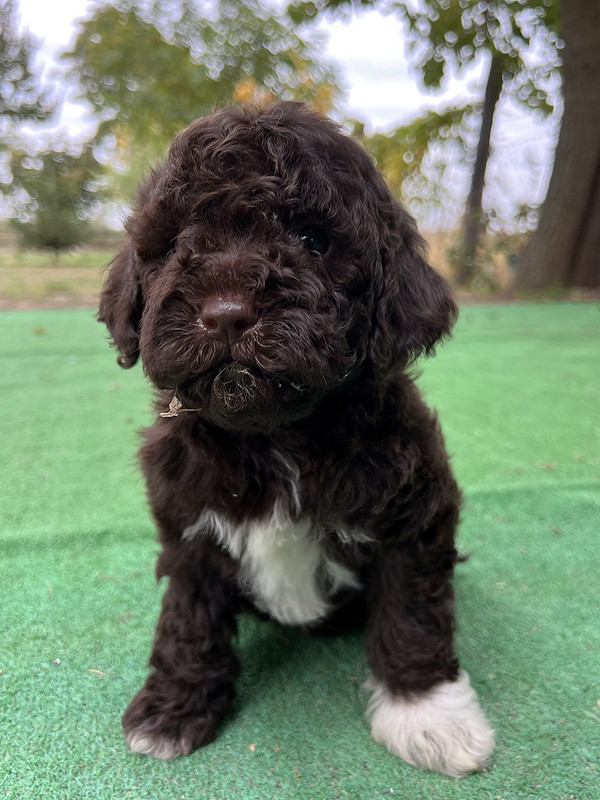 Lagotto Romagnolo female puppy for sale – Ideal Dale Europa – 48 days old – photo 4 – brown coat with white left paw and chest blaze