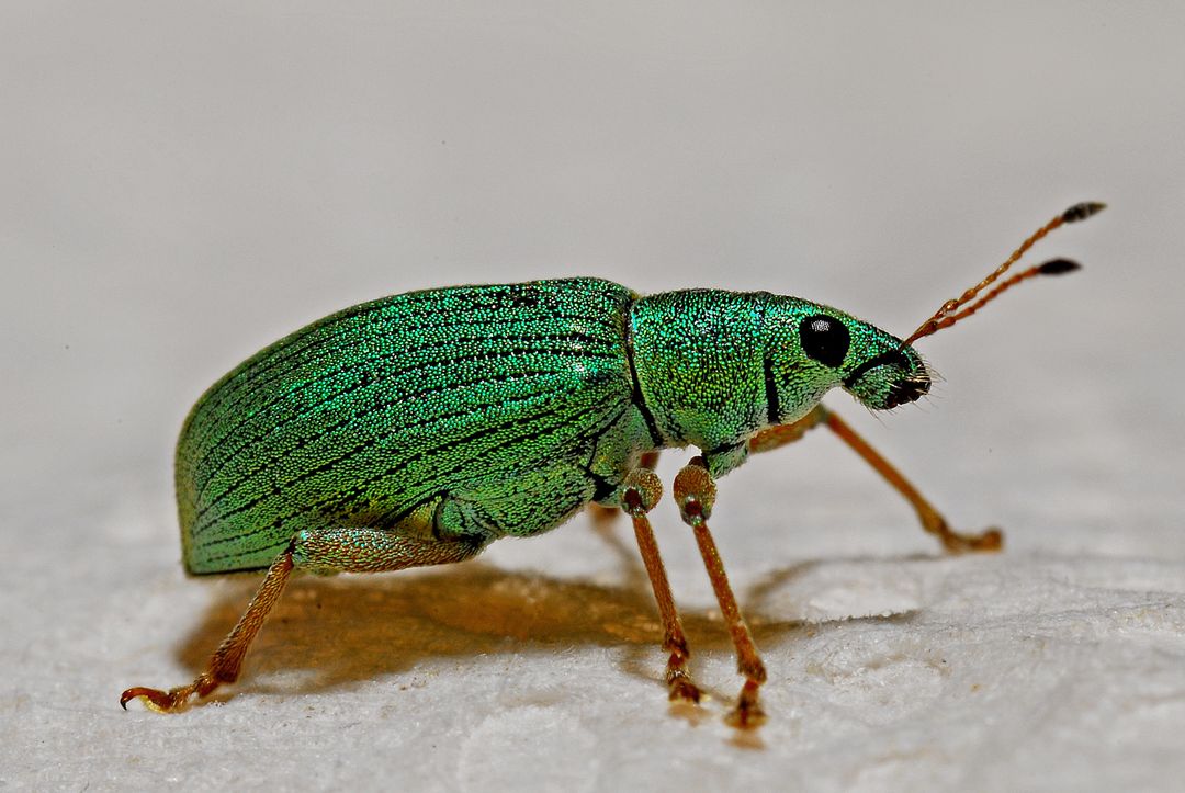 green-insect.jpg