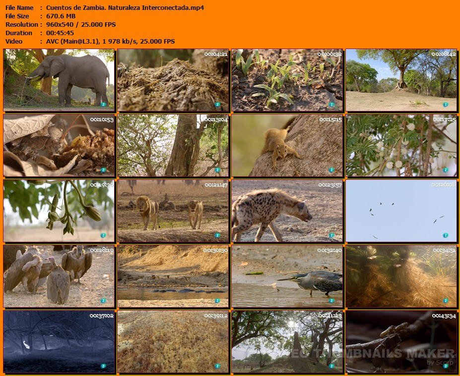 Cuentos de Zambia. Naturaleza Interconectada | 2017 | WEBDL Cuentos de Zambia. Naturaleza Interconectada | 2017 | WEBDL