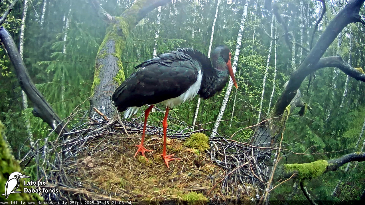 vlcsnap-2025-05-16-06h46m02s939