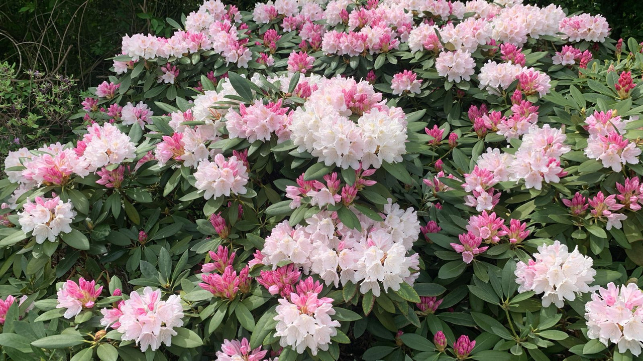 WhatsApp Image 2025-05-26 at 12.09.52