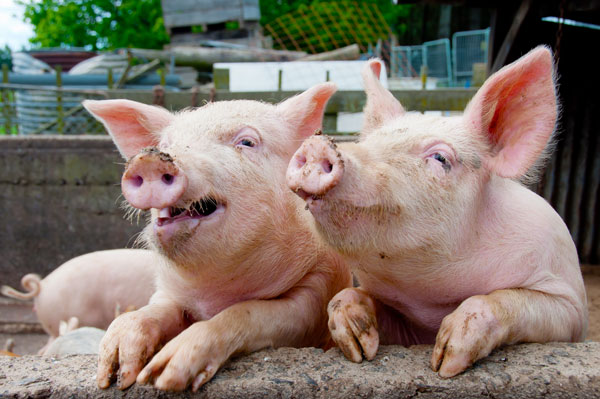 happy-pigs.jpg